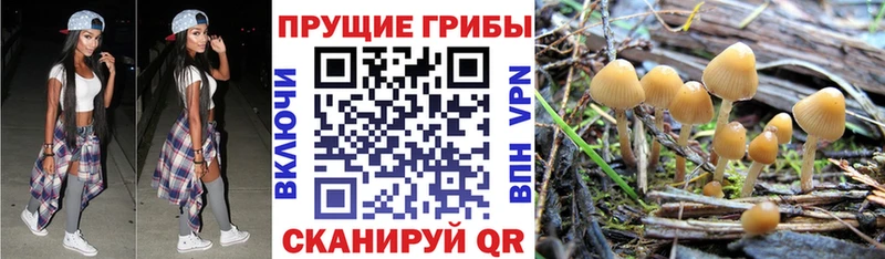 Купить  Куртамыш  Галлюциногенные грибы GOLDEN TEACHER 